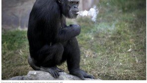 침팬지 골초로 만든 북한 평양동물원