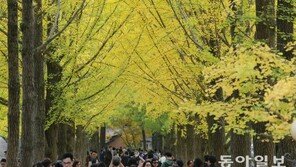 깊어가는 가을… 남이섬 찾은 관광객들