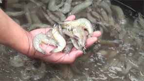 제초제 먹인 새우, 살충용 쑥찌꺼기 섞은 소금, 국산 둔갑 홍삼…