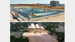 ‘사하라 사막 새우’ 5 t 수확… 육상 양식 신기원 열어