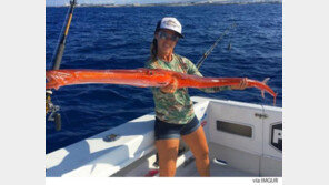 ‘진짜 이런 게 있어?’ 몸길이 절반이 주둥이, 괴물고기 정체는?