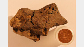 1억3300만년 전 공룡 뇌 화석 첫 발견