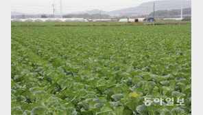 [토요스케치]가을배추는 풍년… ‘미친 배춧값’ 소리 쏙 들어가겠죠?