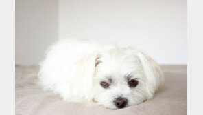 '원조 펫보험이 돌아왔다'