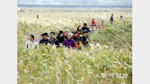 강진만 갈대축제 은빛 물결