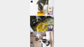 [아이 러브 펫] 집사의 조건