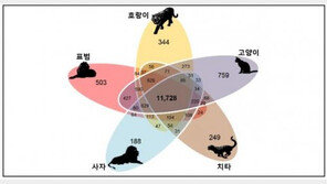 고양이과 ‘한국표범' 게놈지도 세계최초 완성