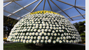 1538송이 국화로 만든 ‘천간작’에 관람객 탄성