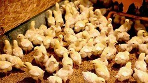 [기업&CEO]육계병아리-종란으로 연매출 250억… ‘대박 기업농’ 꿈 영근다