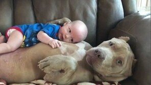 [영상]아기 돌보는 블도그 영상에…누리꾼 “어리석은 부모” 왜?