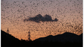 ‘울산의 겨울 진객’ 까마귀, 관광상품으로 키운다
