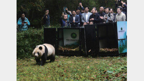 [화시두스보]두 판다의 야생 생존 도전