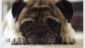 개도둑 기승부리는 런던..소형 애완견 유행 탓