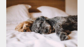 '개를 모시고 사는 당신'..주객전도 징후 7가지