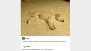 트럼프 당선에 충격받은 당신을 위로할 개·고양이 사진