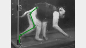 뇌-척수에 전극 심어 ‘하반신 마비’ 걷게 한다