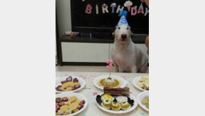 에반스 증후군에 걸린 3살 불테리어 큐