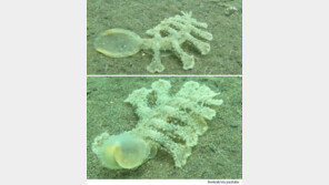 [영상]‘정체가 뭐니?’ 투명한 머리에 다리 13개…해저 괴생명체 발견