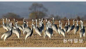 [Feeling]연미복 입고 재두루미 오셨네