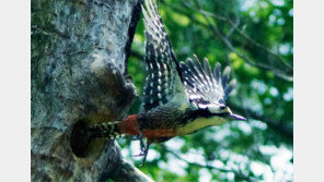 큰오색딱따구리 등 제주 텃새 42종 서식