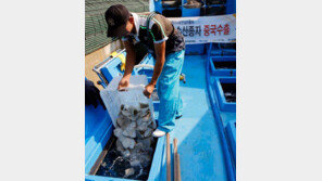 개량 넙치 ‘터봇’ 종자, 中에 첫 수출