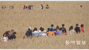 지금 순천만은 황금빛 갈대 물결