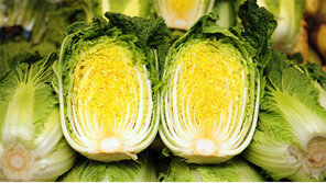 쌈배추를 김장용으로 키워 속이 ‘꽉’… 배추의 진화