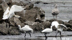 남동제1유수지 야생생물보호구역 12월 지정