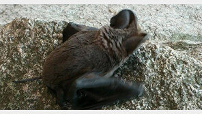 세계적 희귀종 ‘큰귀박쥐’ 북한산서 발견