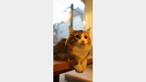 살금살금 고양이 “인터넷-혼족 점령했다냥”