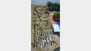 명문대 출신 前 육군 장교, 50억대 난(蘭) 훔쳐…절도죄 출소 2개월 만에