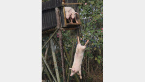 [영상] 매일 아침마다 돼지 다이빙시키는 中 농가…이유는?