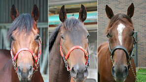 그랑프리 출전마를 뽑아주세요