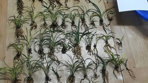 50억대 蘭 훔쳤지만… 팔지도 못하고 덜미