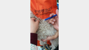 반려동물에 ‘인식표’ 부착하셨나요?