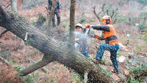 소나무재선충병 다시 기승… 방제방식 전환 필요