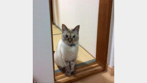 주인 선택한 길고양이