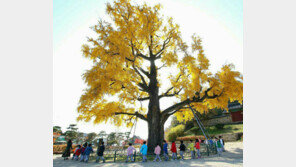 영천시 ‘역사문화 관광벨트’ 확대한다