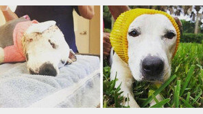 투견장에서 한 쪽 귀 잃은 개에게 손뜨개 모자 선물, ‘훈훈’