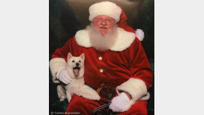 산타 인형 좋아한 반려견, 진짜 산타(?) 만나다