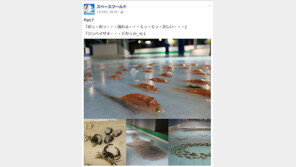 물고기 5000마리 얼린 아이스링크…“잔인해” 비판 쇄도