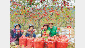 막바지 사과 수확
