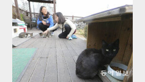 묘수 된 猫策 ‘고양이 급식소’