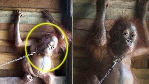 도망갈까 봐? 애완 오랑우탄은 없다!