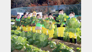 고사리들의 배추 수확