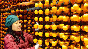 곶감 말리기 한창