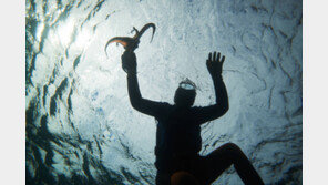 해녀들의 땀과 눈물 서린 ‘전복 공물’