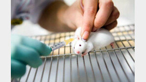 ‘동물대체 실험’으로 무분별한 동물희생 막는다