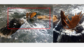 물에 빠져 얼은 사슴… 싸우다 같이 죽은 동물들