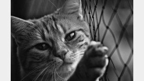 동물애호가의 이중생활..`밤엔 고양이 도살자`